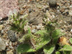 Image of sticky chickweed