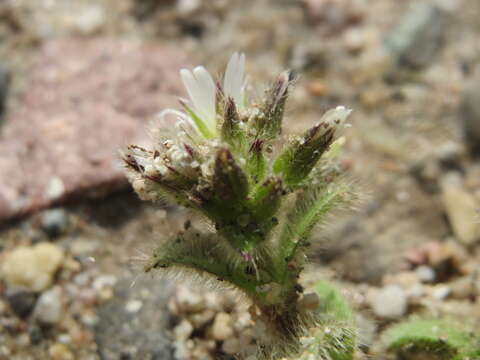 Image of sticky chickweed