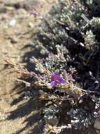 Image of California penstemon