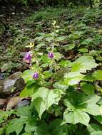 Sivun Salvia acerifolia B. L. Turner kuva