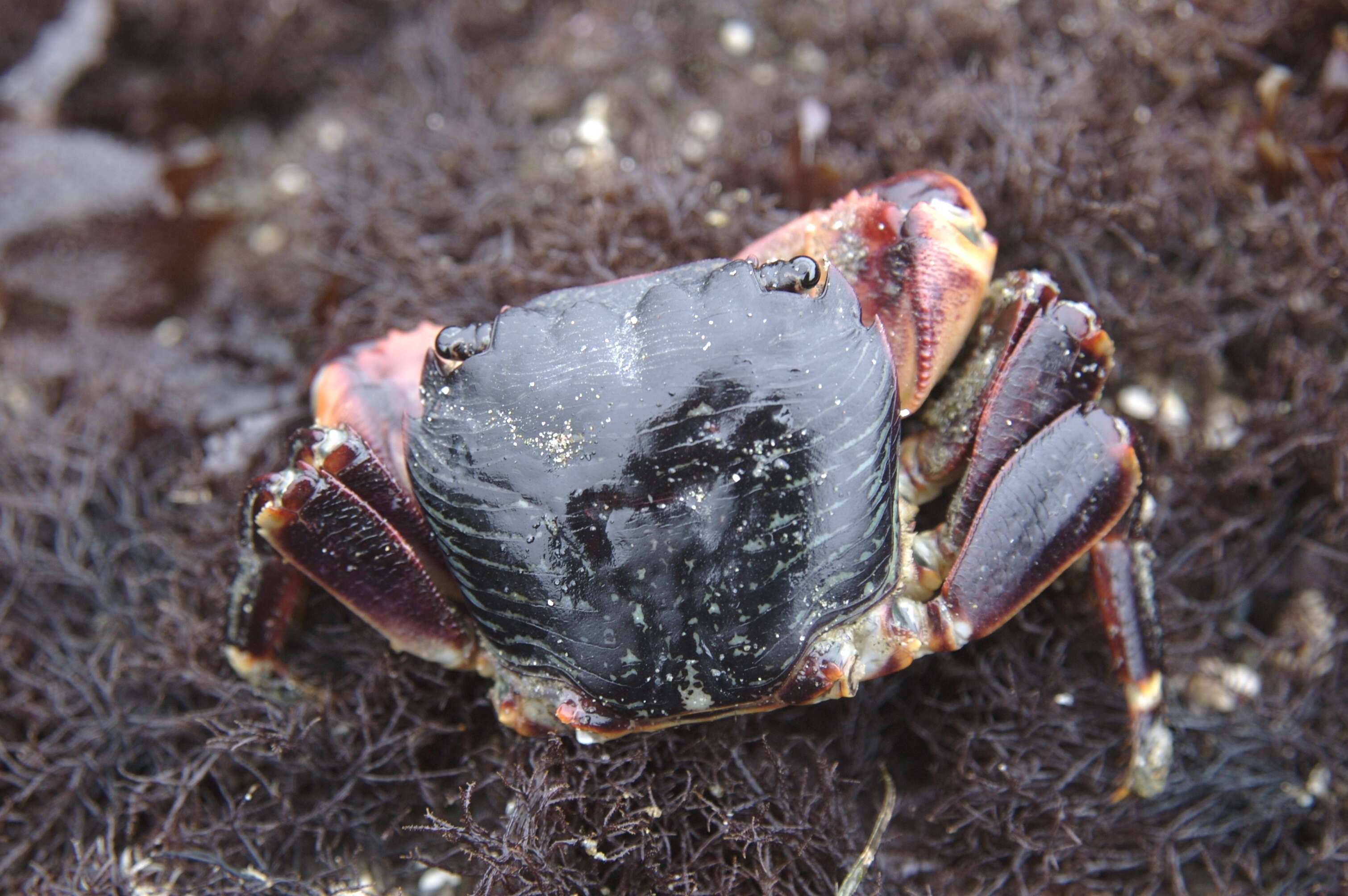 Image of striped shore crab