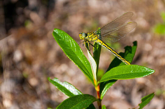 Image of Western Clubtail