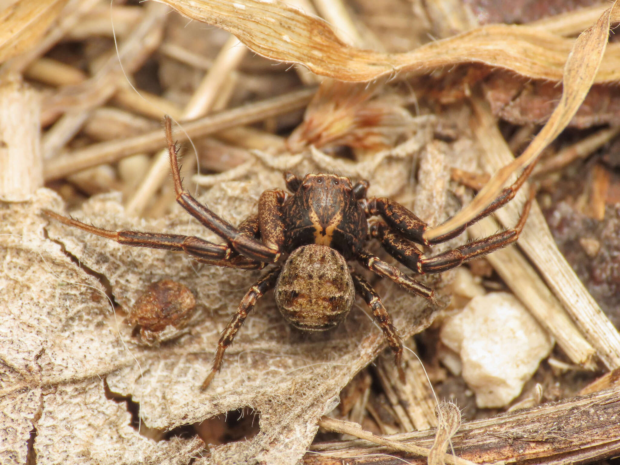 Image of Xysticus acerbus Thorell 1872