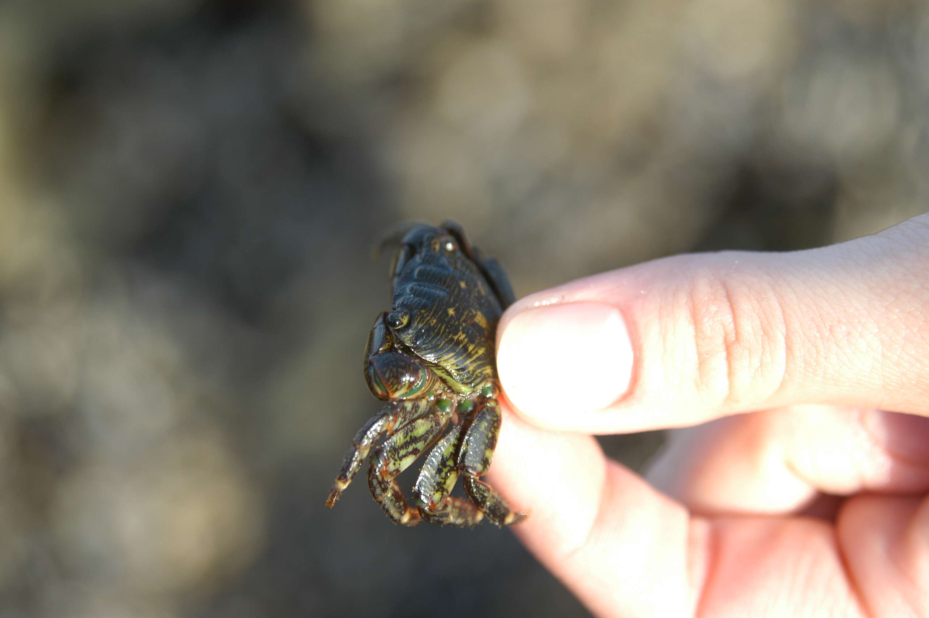 Image of Hemigrapsus oregonensis