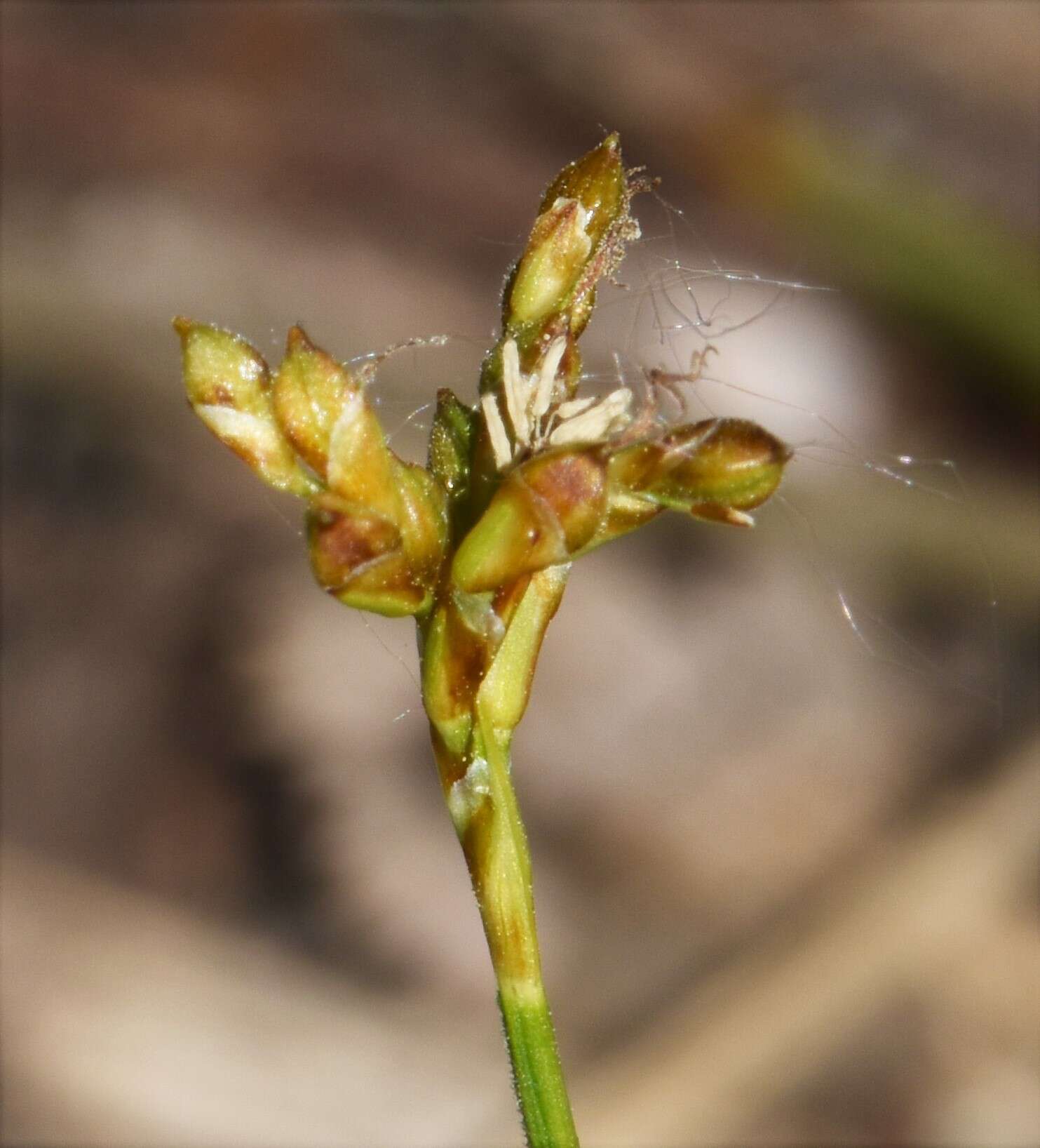 Image of Carex ornithopoda subsp. ornithopoda