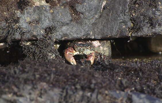 Image of striped shore crab