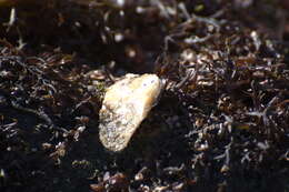 Image of Crepidula adunca G. B. Sowerby I 1825