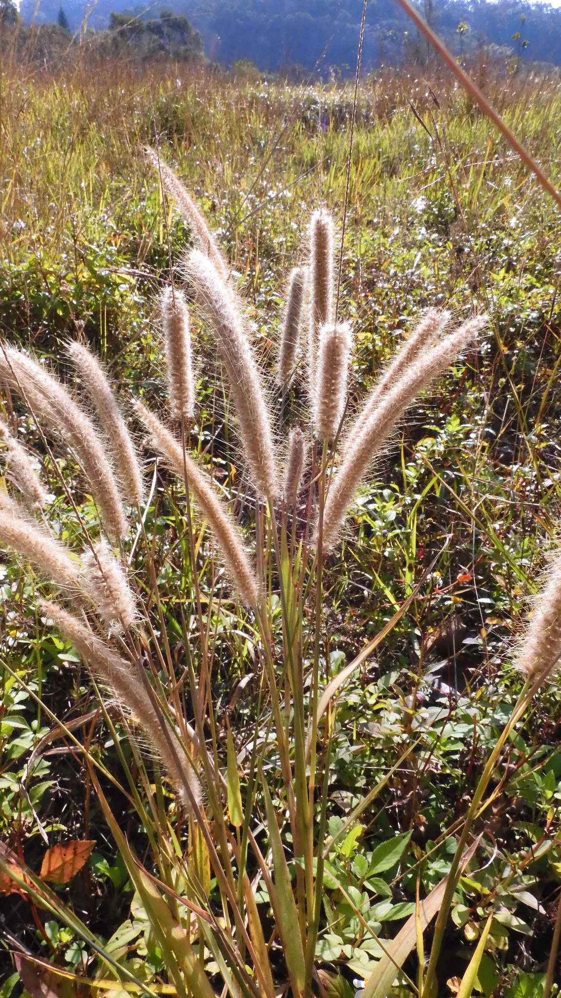 Sivun Cenchrus polystachios (L.) Morrone kuva