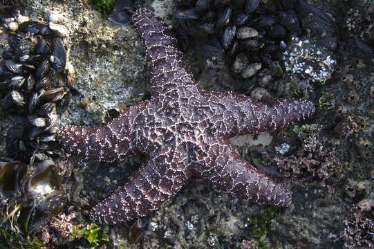 Image of ochre sea star