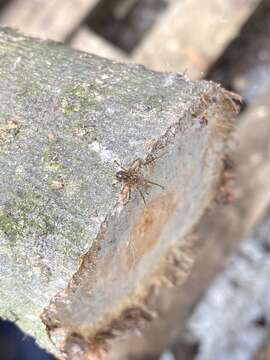 Image of cave cobweb spiders