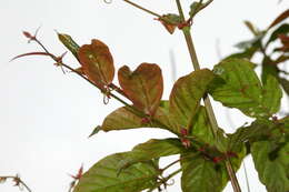 Image of Uncaria lanosa var. appendiculata (Benth.) Ridsdale