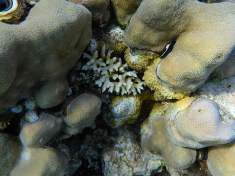 Image of Thin Birdsnest Coral