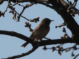 Image de Anthus trivialis trivialis (Linnaeus 1758)