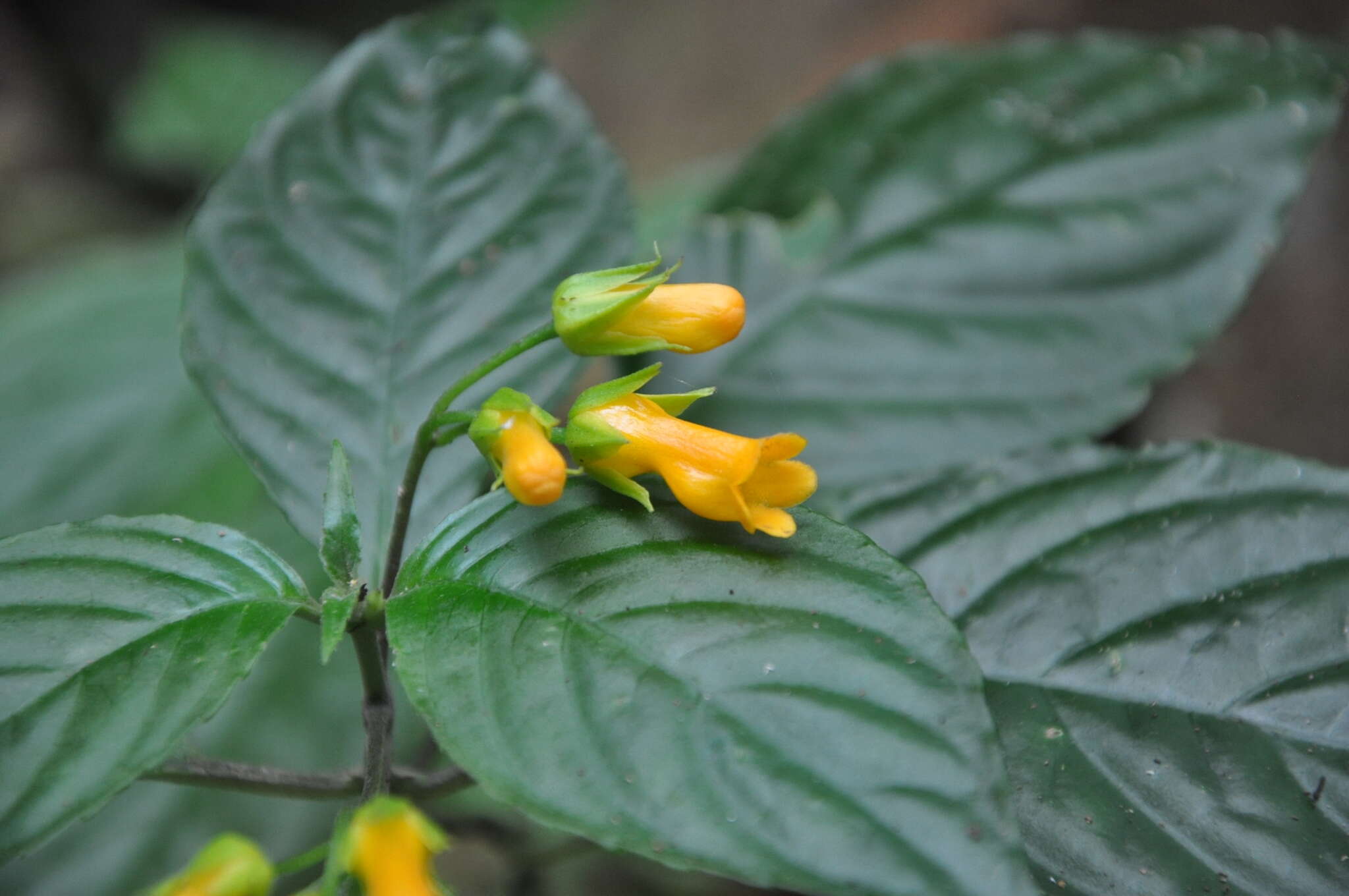 Imagem de Besleria laxiflora Benth.