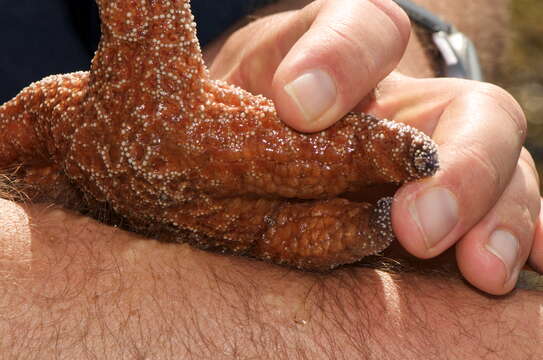 Image of ochre sea star