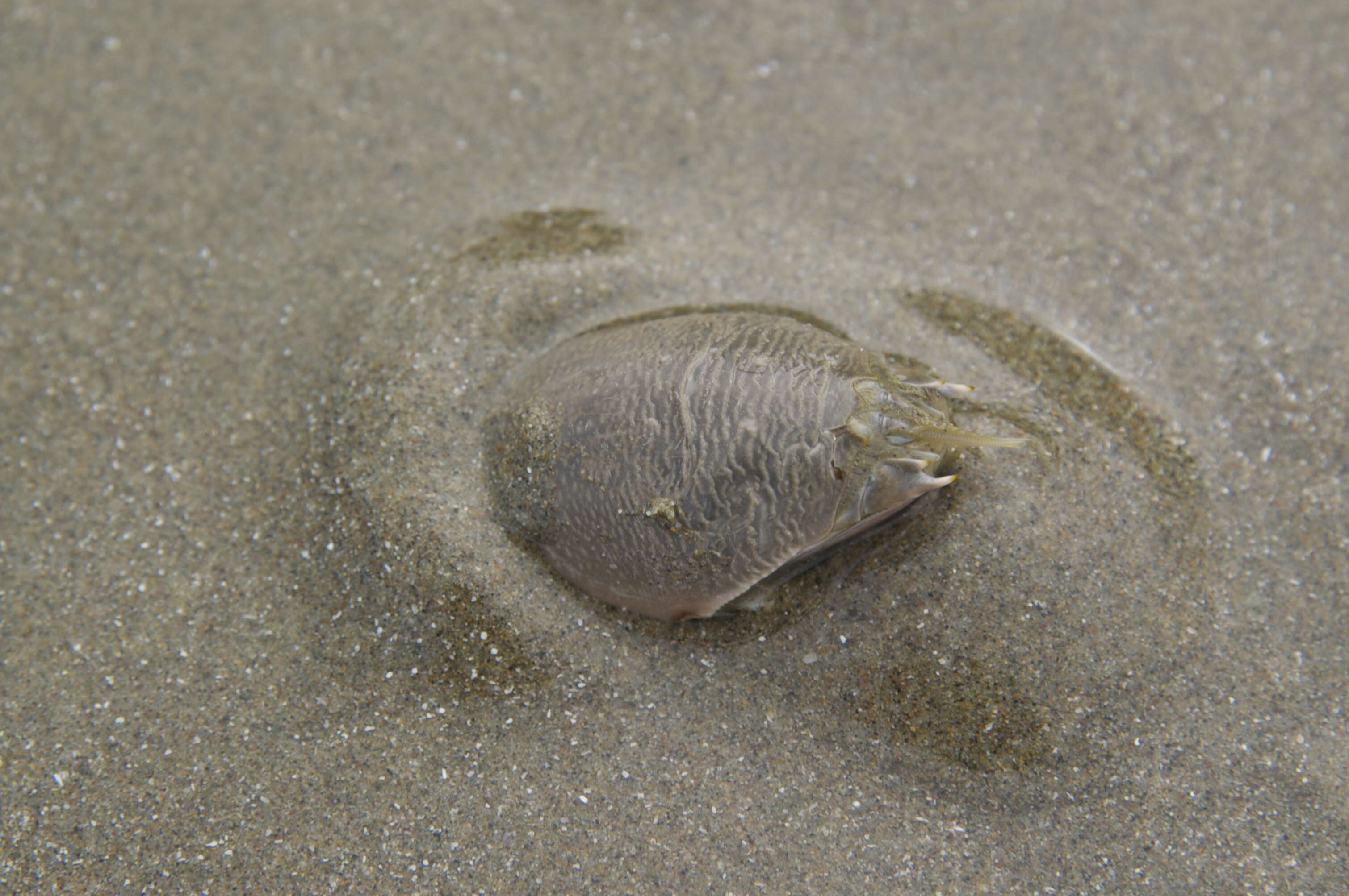 Image of mole crabs