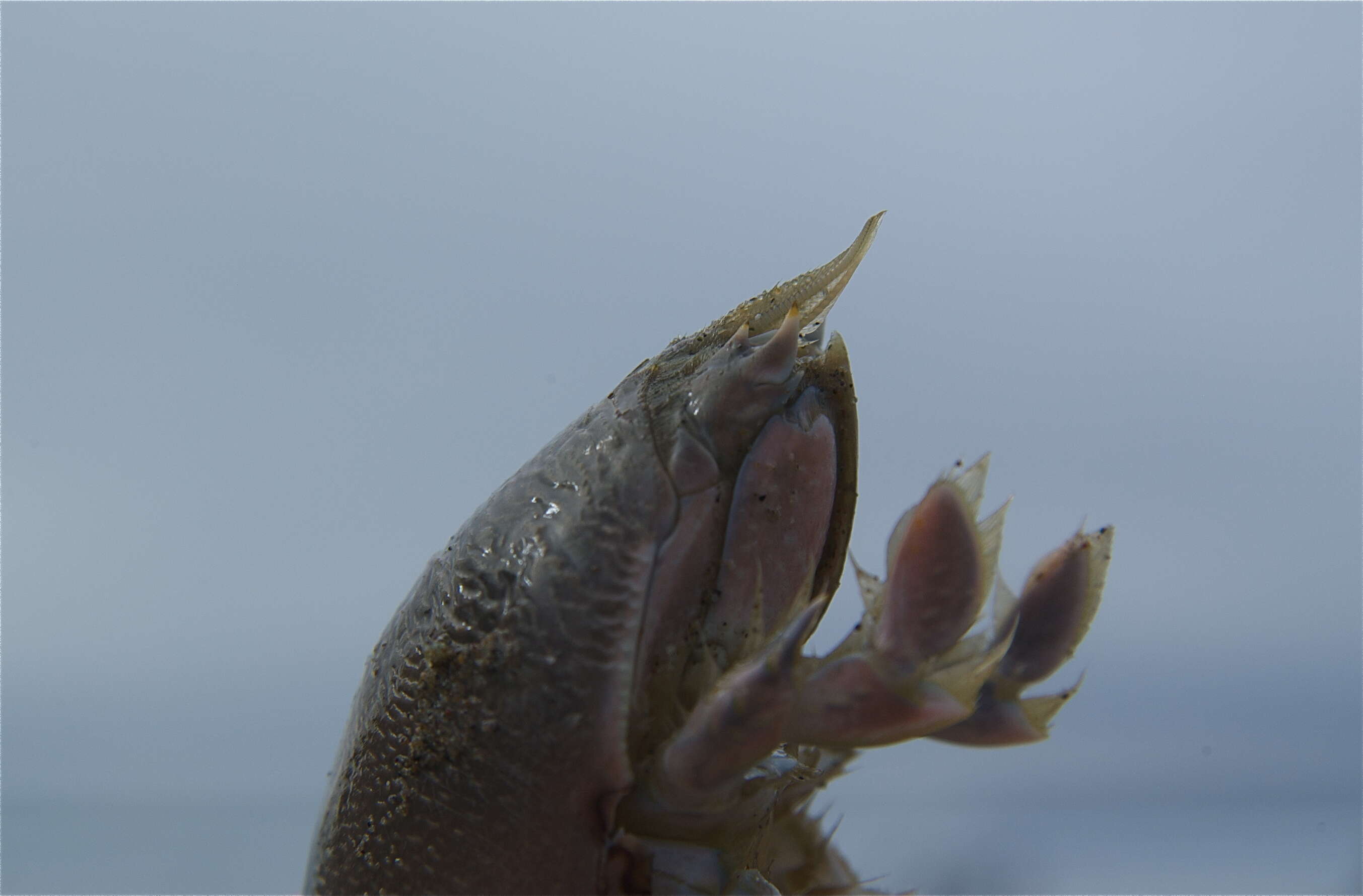 Image of mole crabs