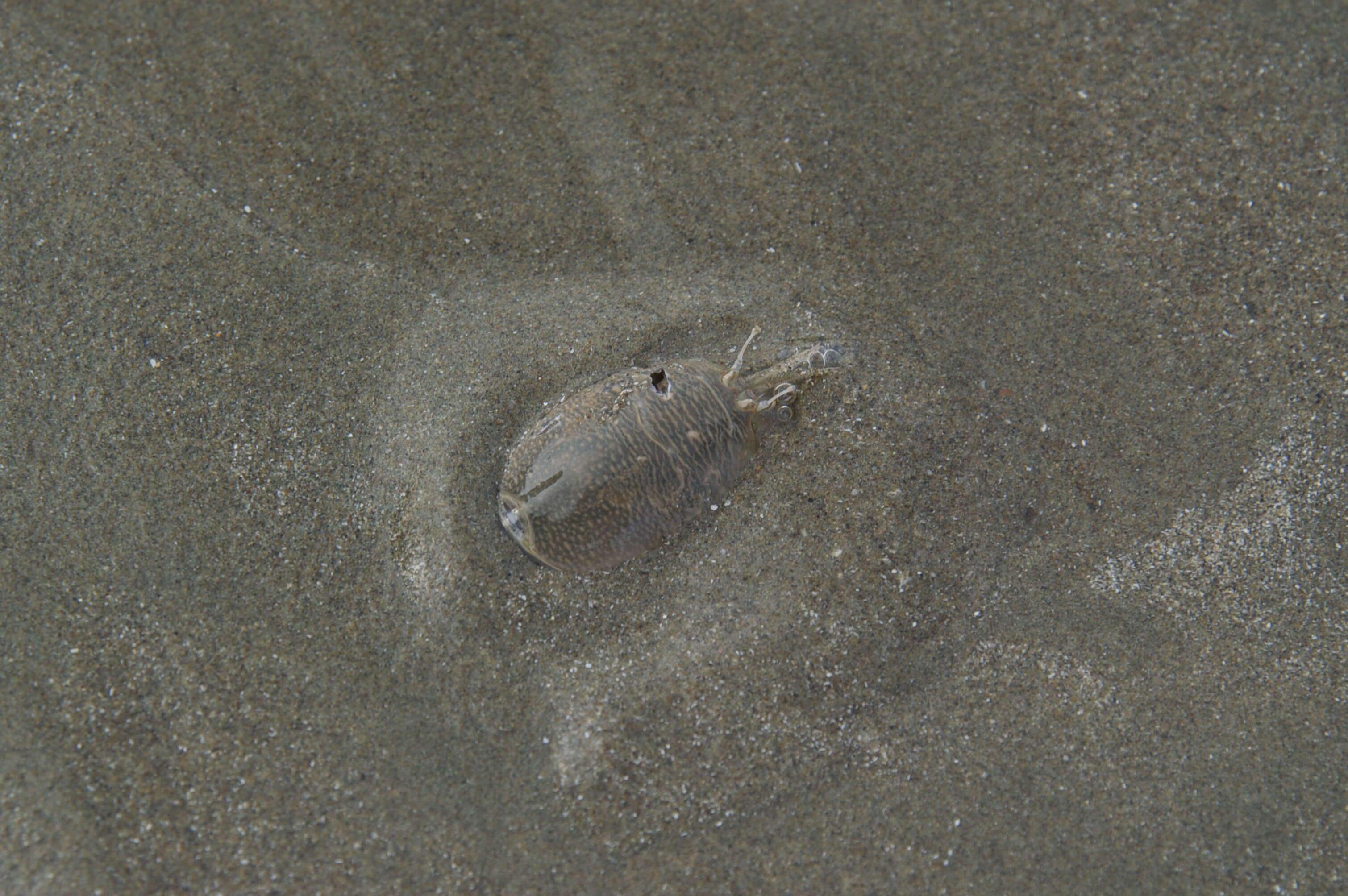 Image of mole crabs