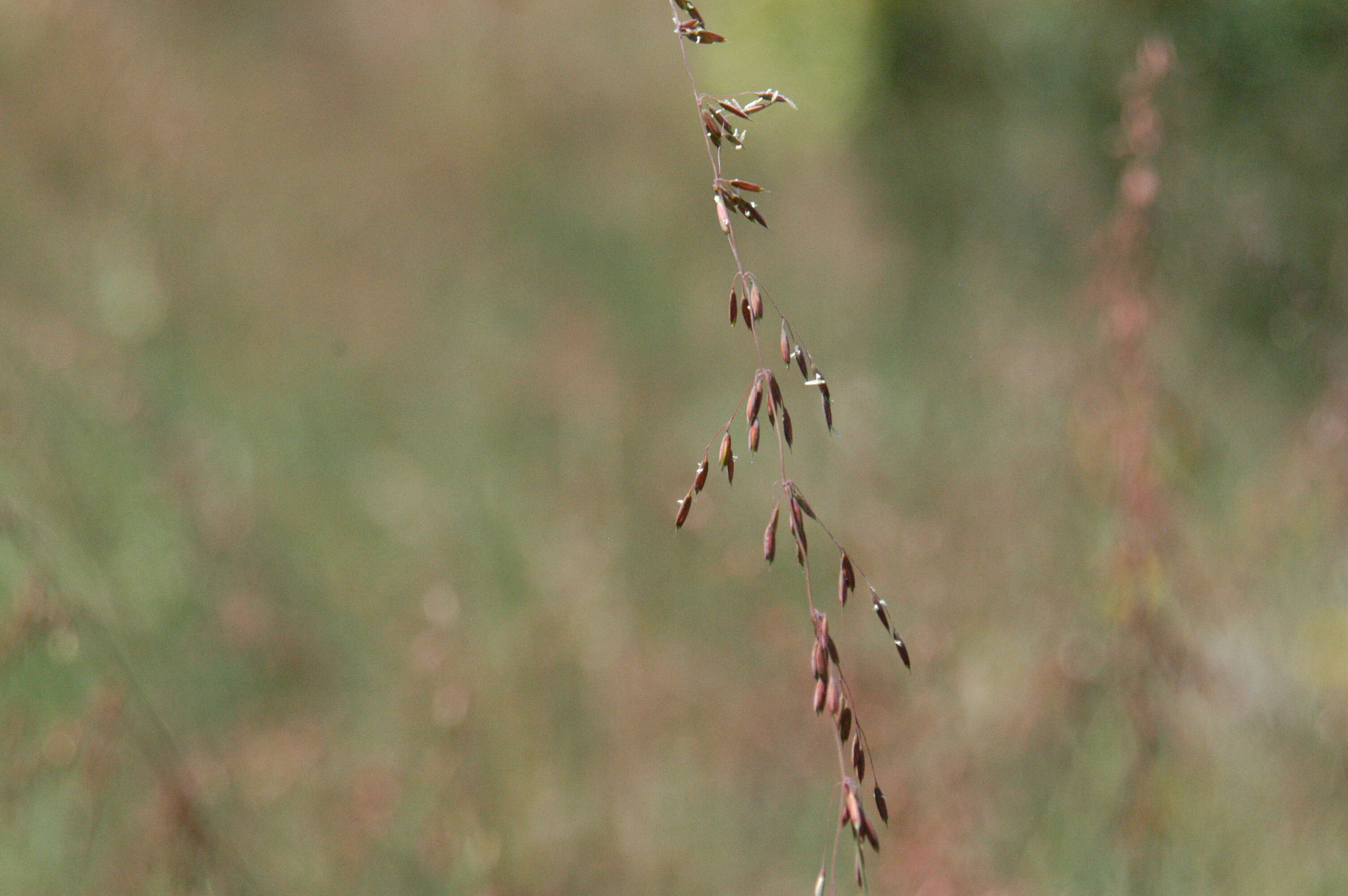 Image of perennial veldtgrass