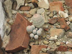 Image of Epithelantha pachyrhiza (W. T. Marshall) Backeb.