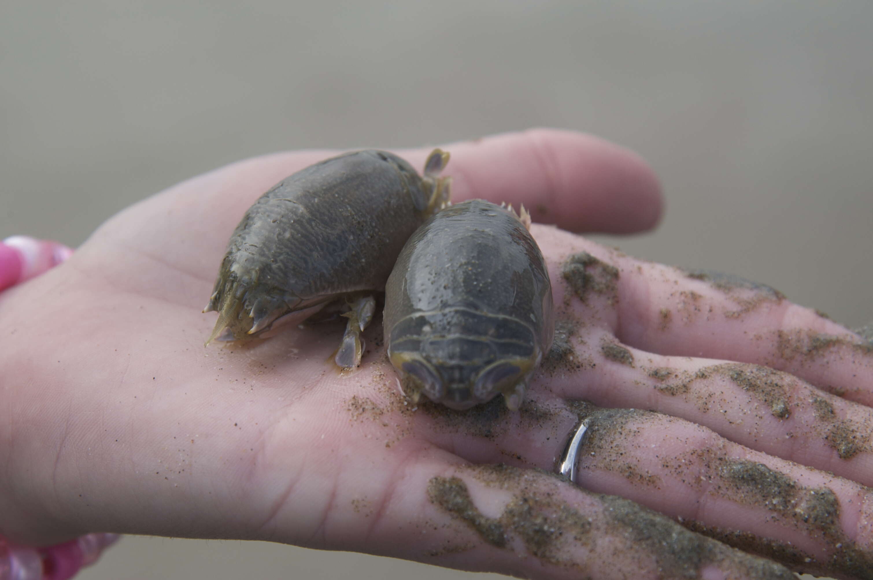 Image of mole crabs