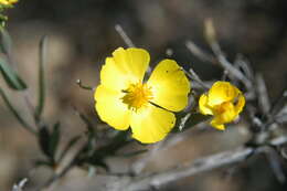 Image of tree poppy