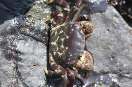 Image of Hemigrapsus nudus