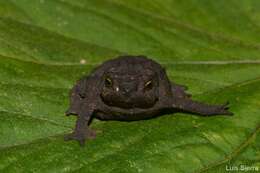 Plancia ëd Rhinella ruizi (Grant 2000)