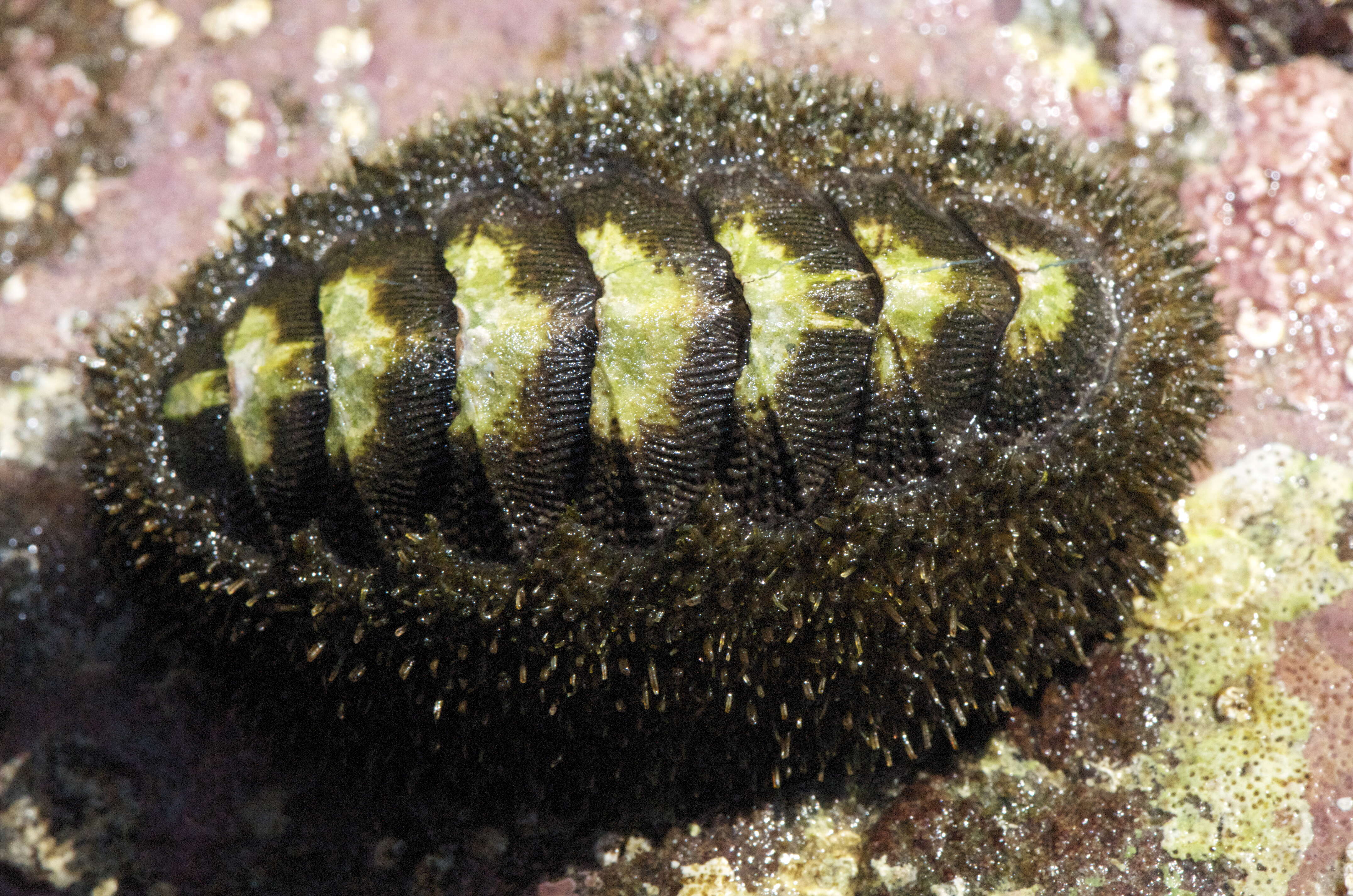Image of Mopaliinae Dall 1889