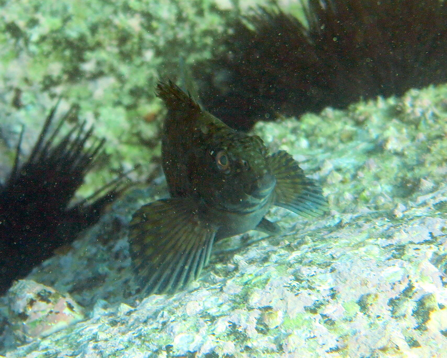 Image of Cockatoo fish