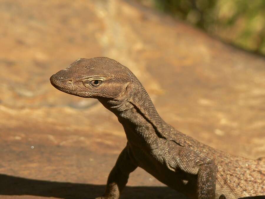 Image of (E) Freckled Monitor