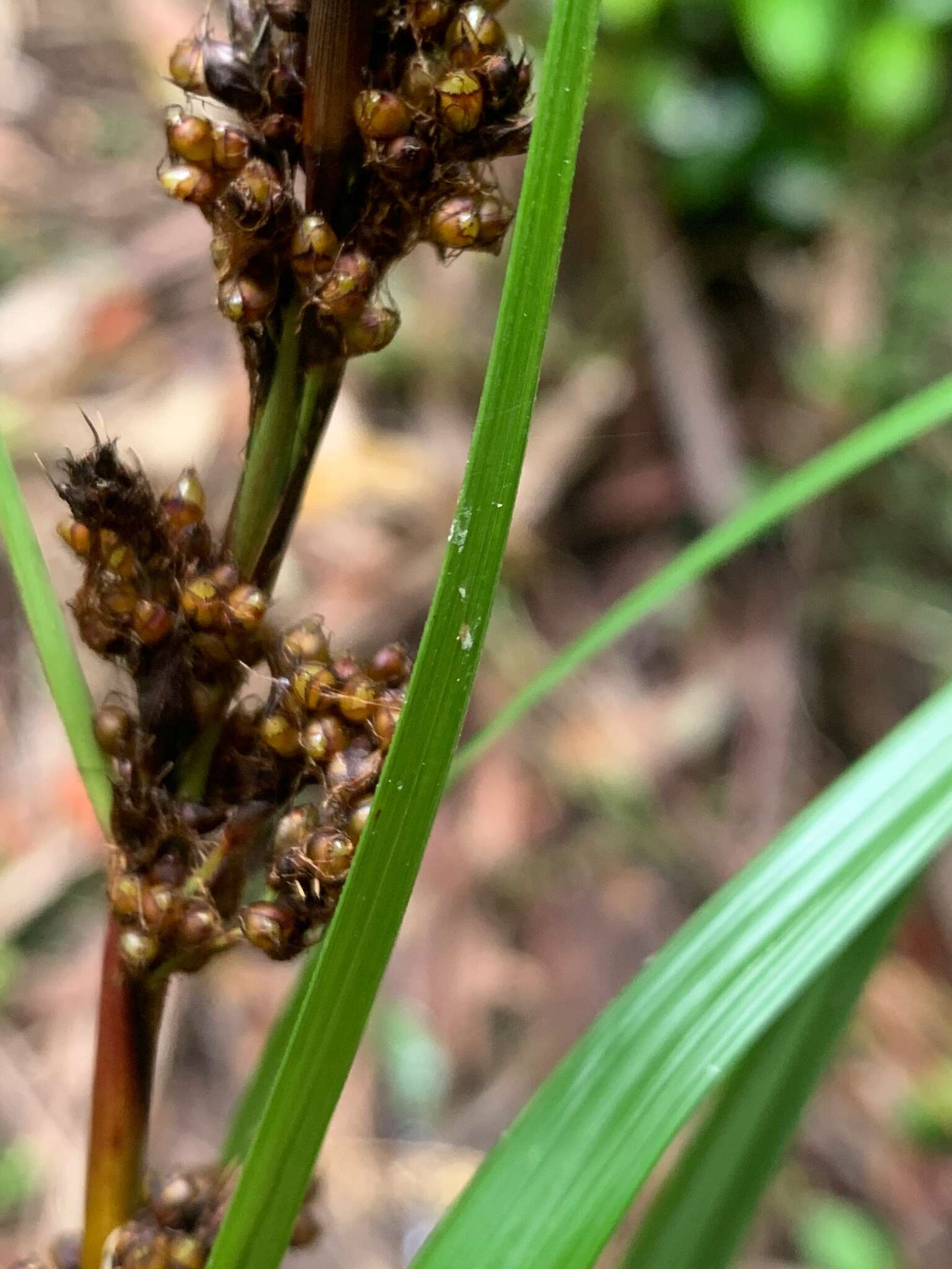 Image of Gahnia melanocarpa R. Br.