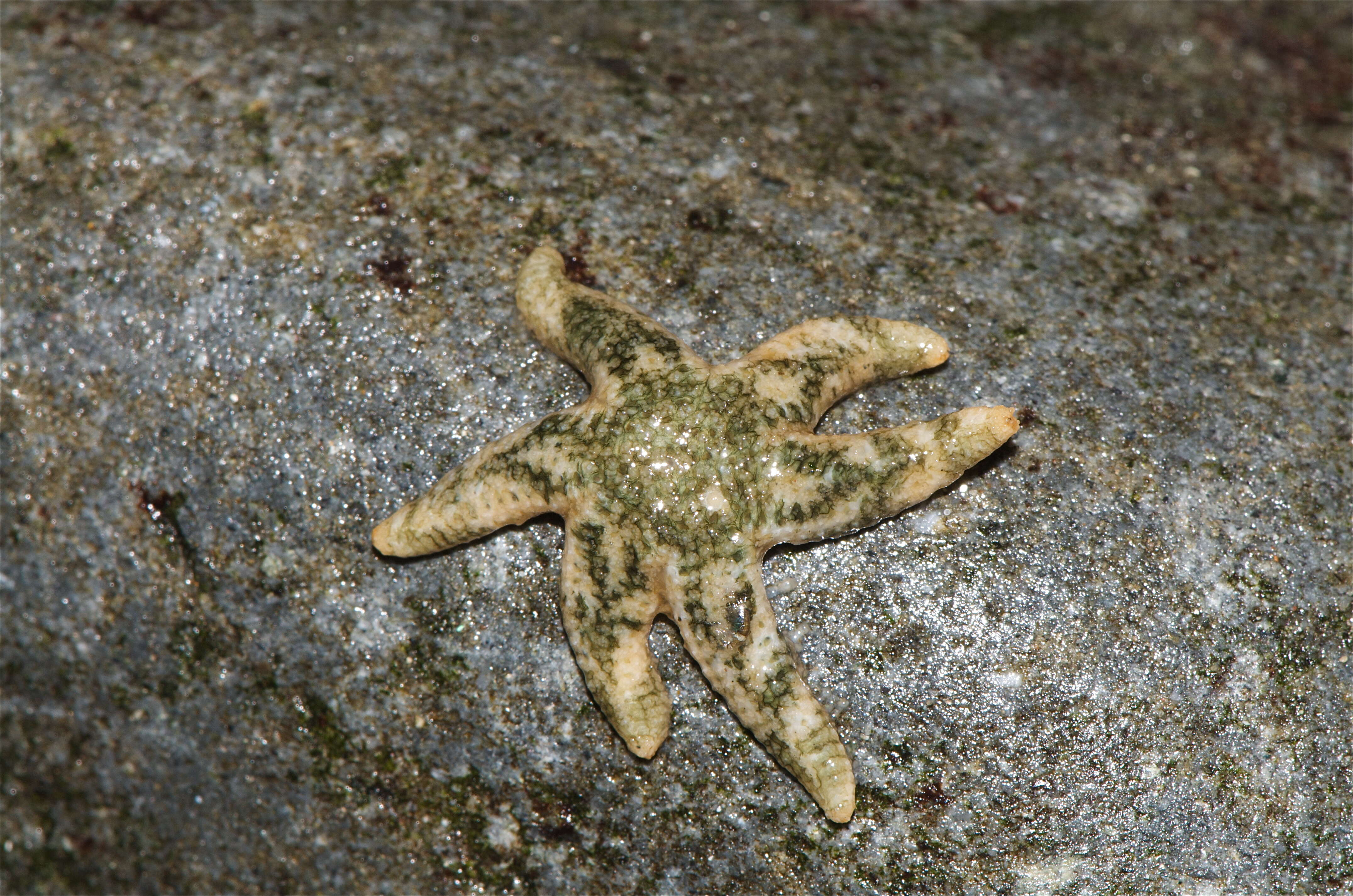 Image of Leptasterias Verrill 1866