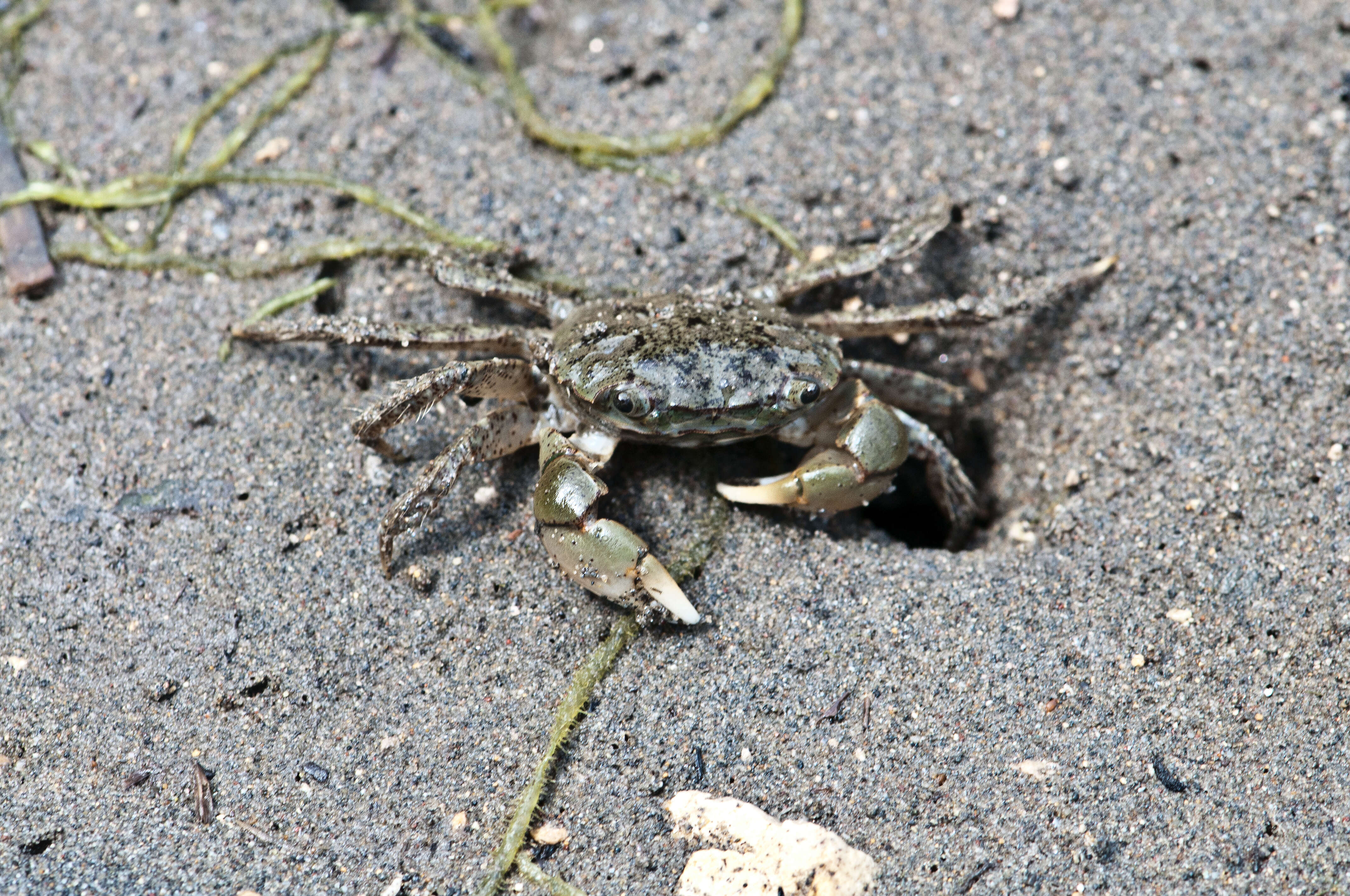 Image of Hemigrapsus oregonensis