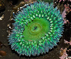 Image of Starburst anemone