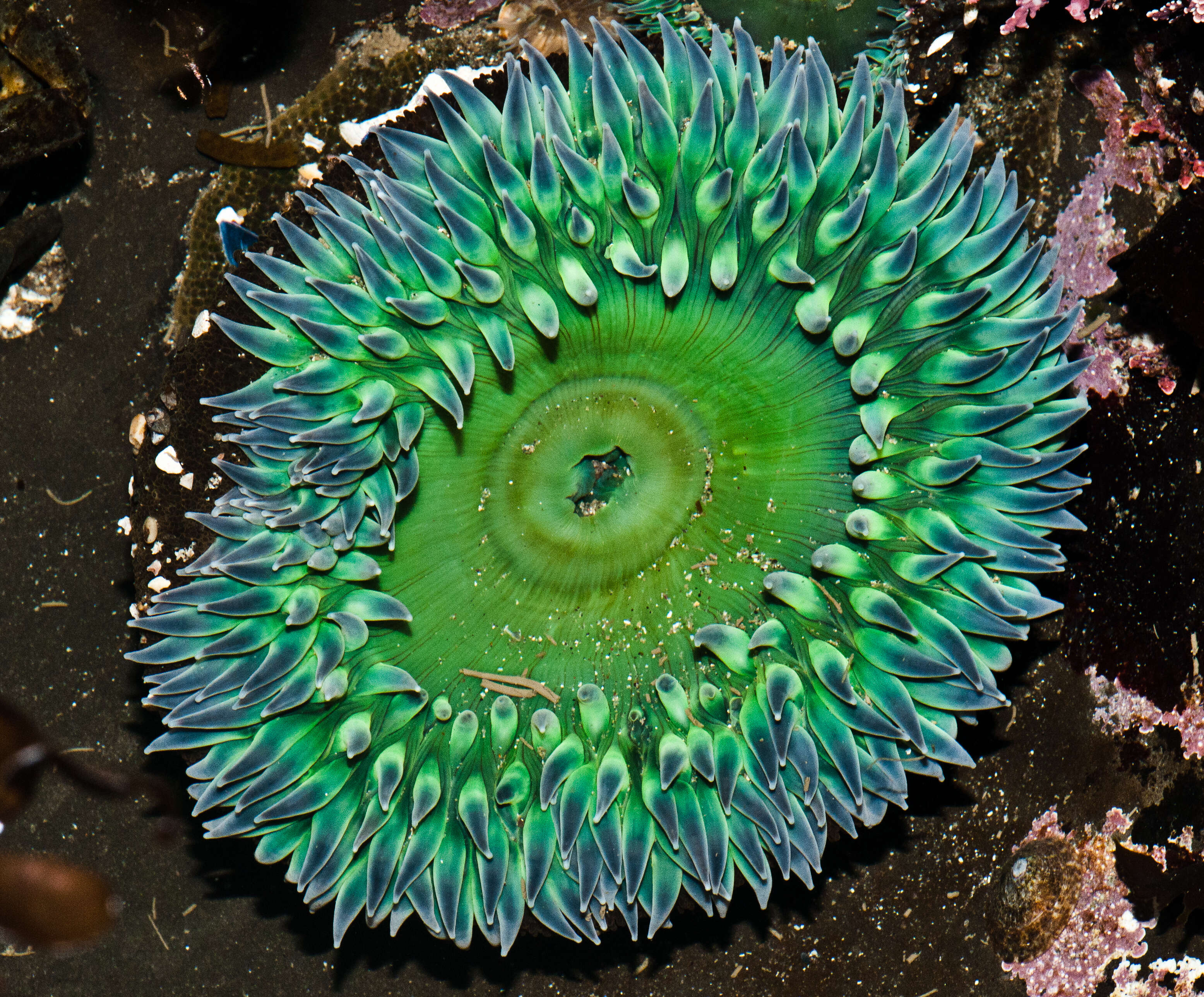 Image of Starburst anemone