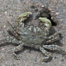 Image of Hemigrapsus oregonensis