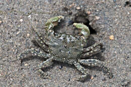 Image of Hemigrapsus oregonensis