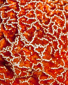 Image of ochre sea star