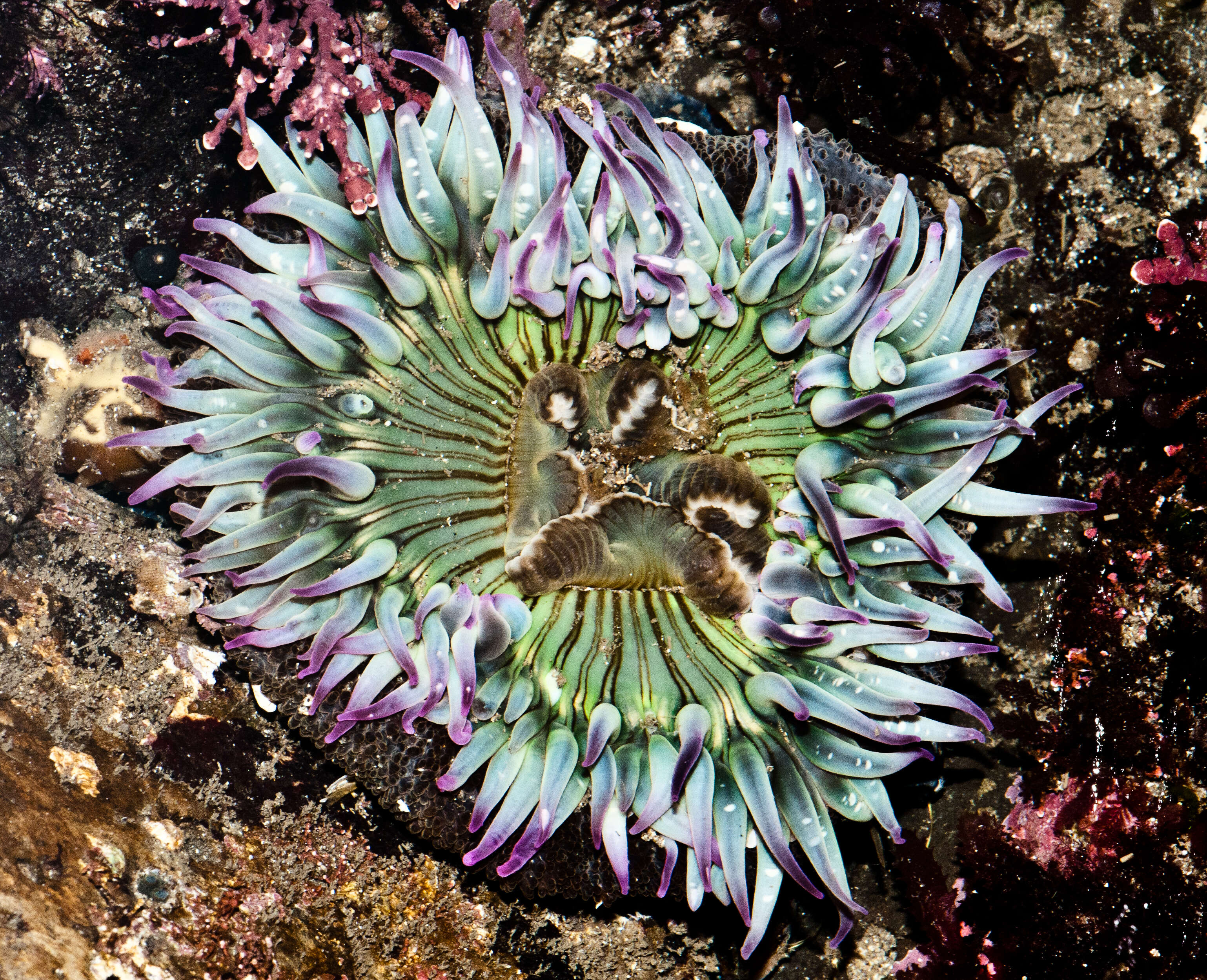 Image of Starburst anemone