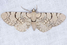 صورة Eupithecia venosata Fabricius 1787