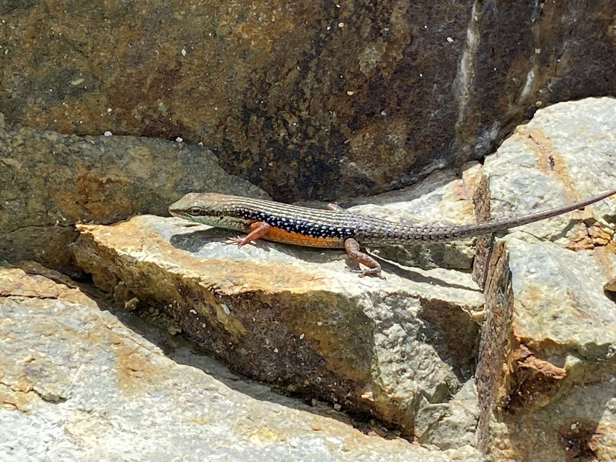 Image of Lined Rainbow-skink