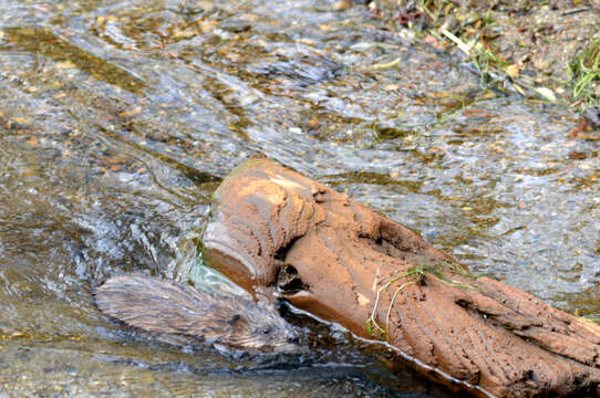 Image of muskrat