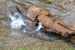 Image of muskrat