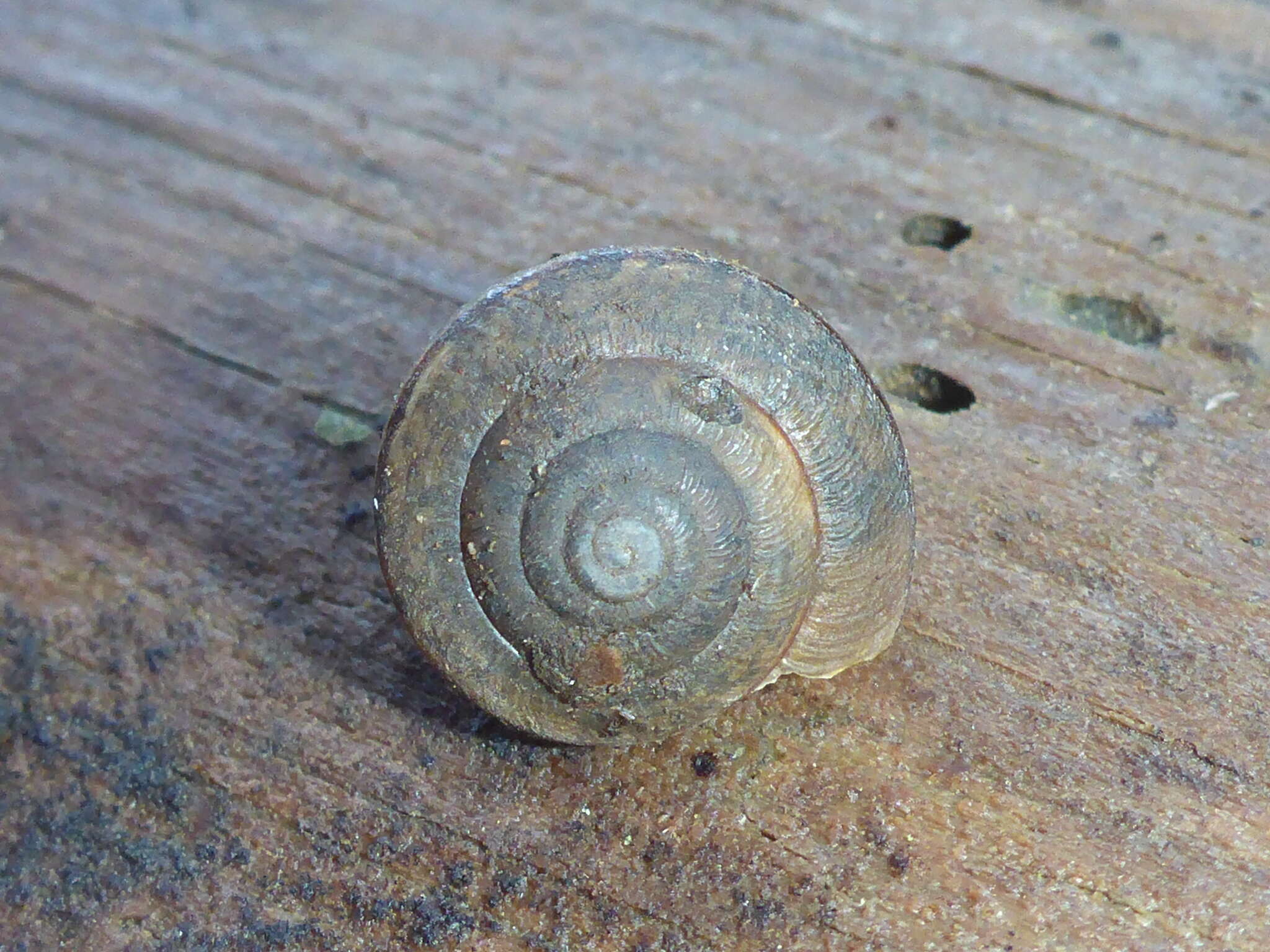 Image of Helminthoglypta nickliniana ramentosa (A. Gould 1856)