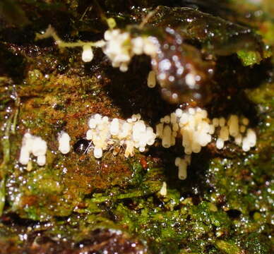 Image of Henningsomyces candidus (Pers.) Kuntze 1898