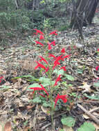 Imagem de Salvia roemeriana Scheele