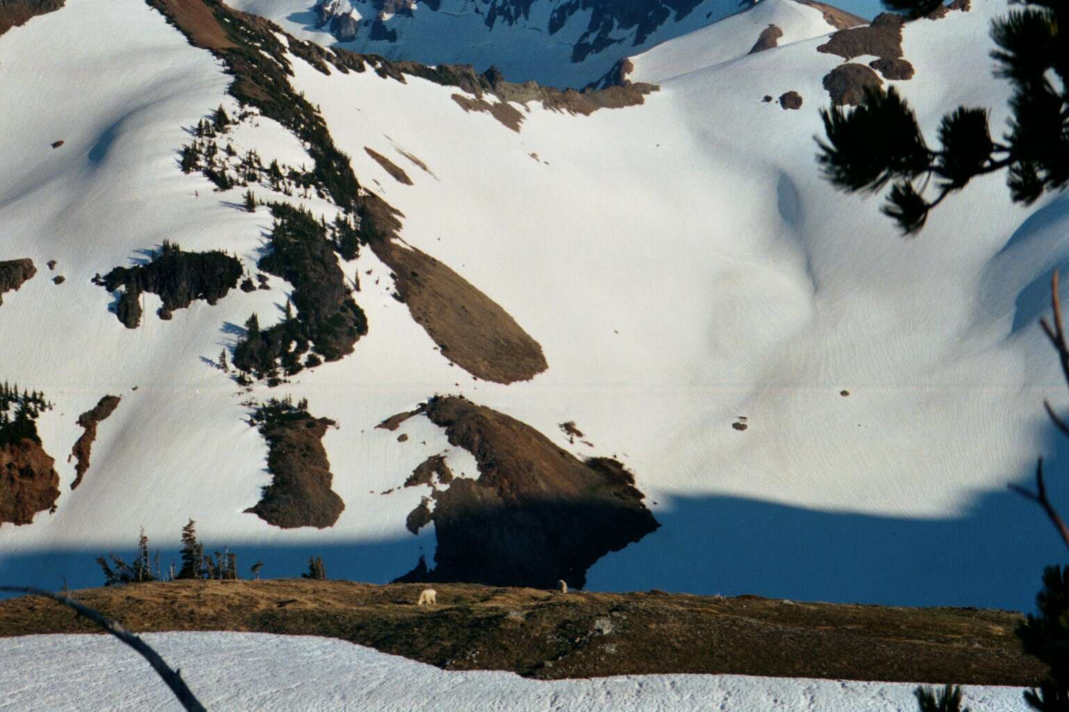 Image of mountain goat