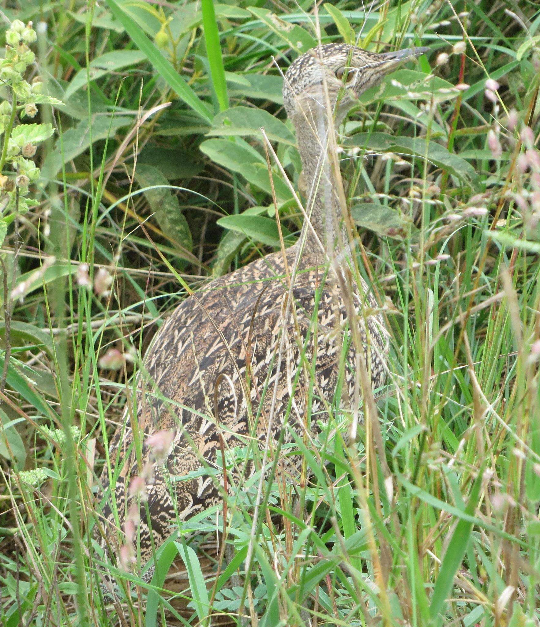 Imagem de <i>Eupodotis ruficrista</i>