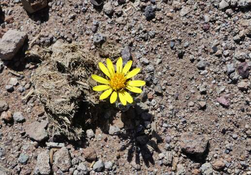 Image of Trichocline caulescens Phil.